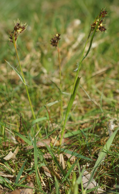 Plante entière