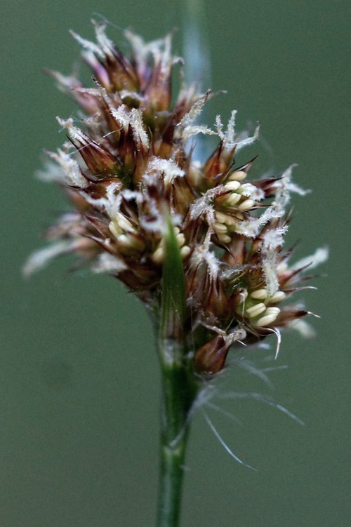 inflorescence