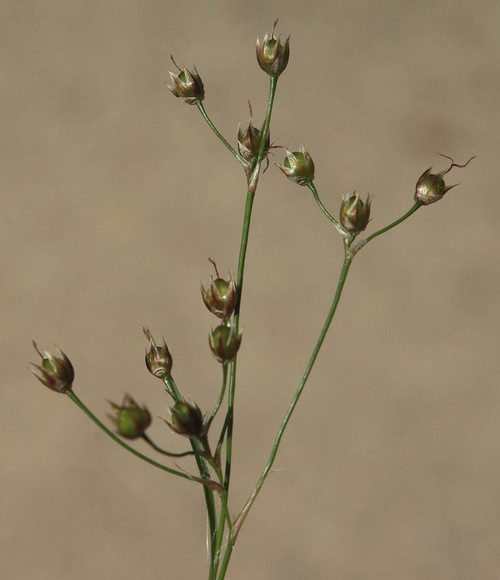 fruit