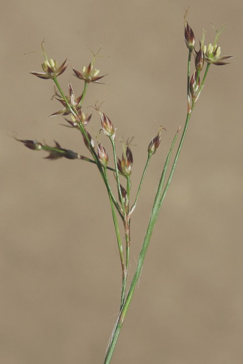 inflorescence