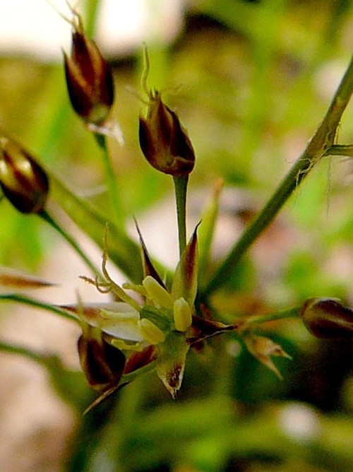 détail fleur