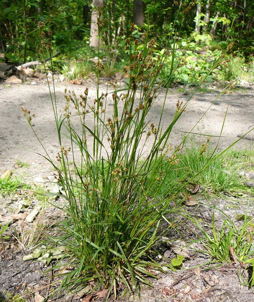 Plante entière