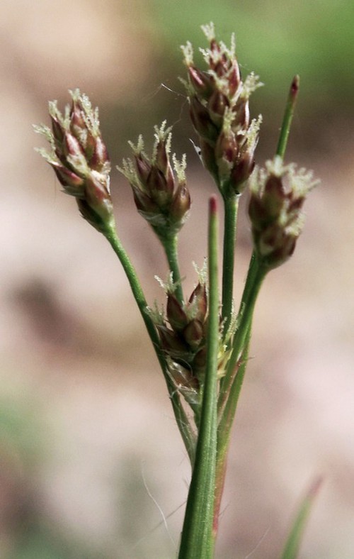 inflorescence