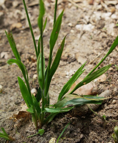 feuille