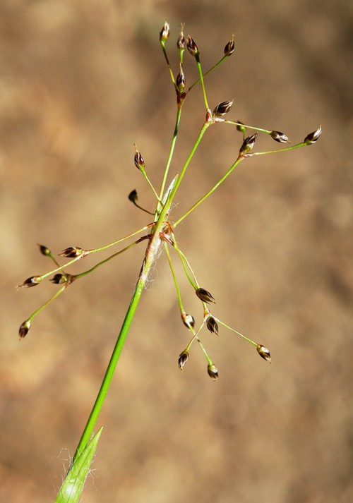 inflorescence