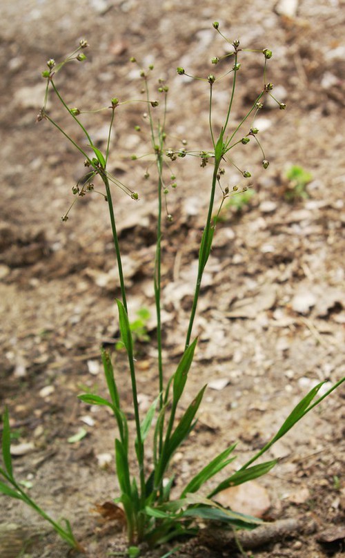 Plante entière