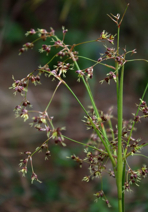 inflorescence