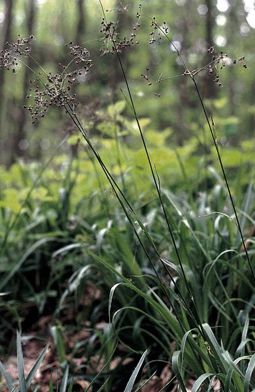 Plante entière