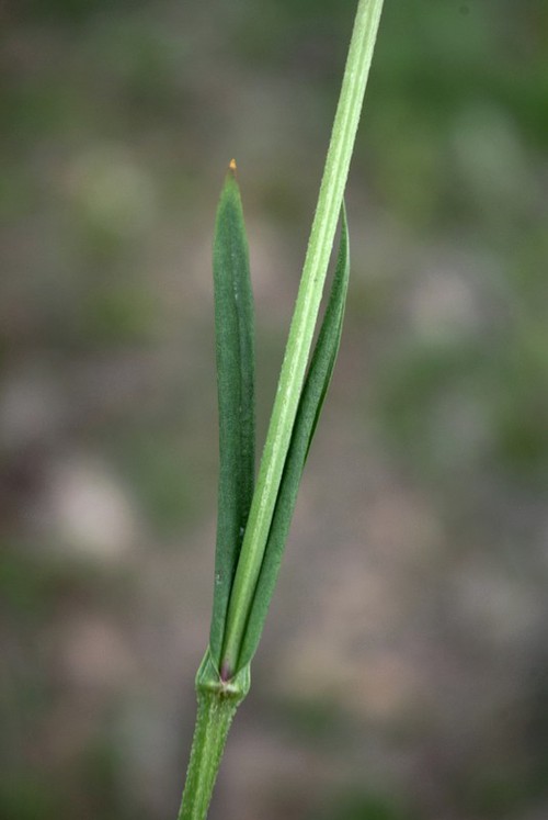 feuille