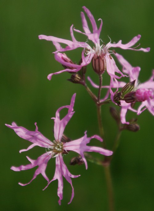 fleur