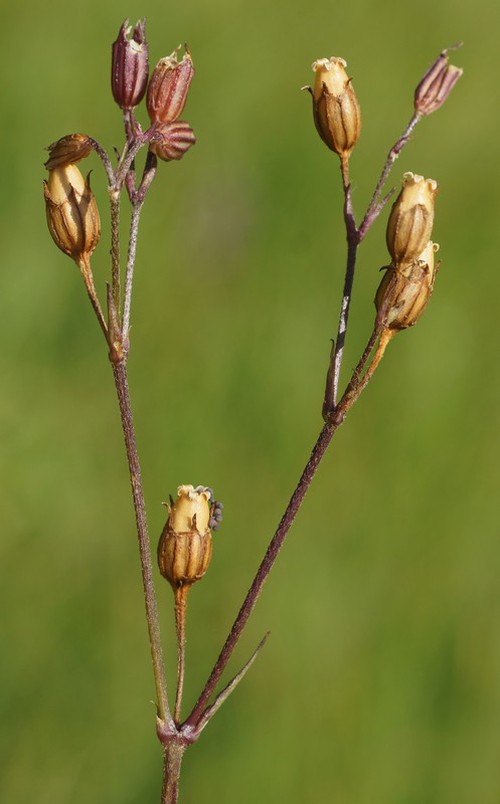 fruit
