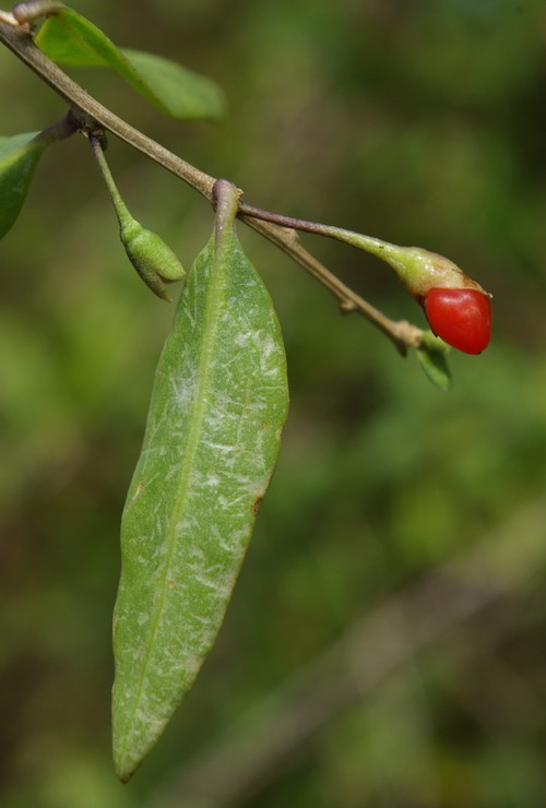 Fruit