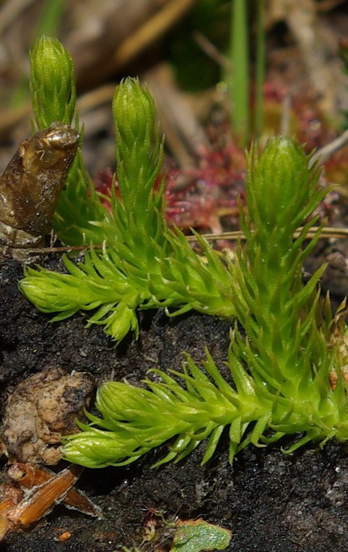 feuille