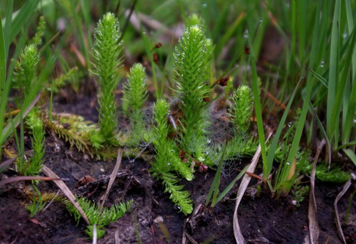 Plante entière