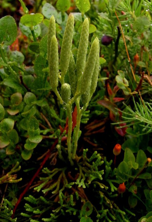 Plante entière