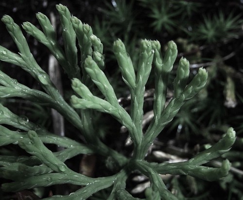 feuille