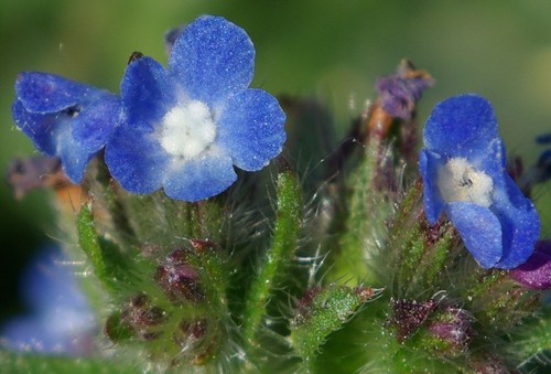 détail fleur