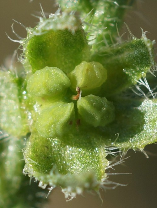détail fruit