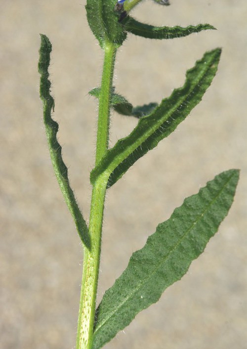 feuille