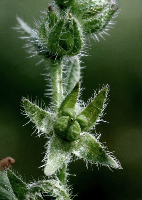 fruit