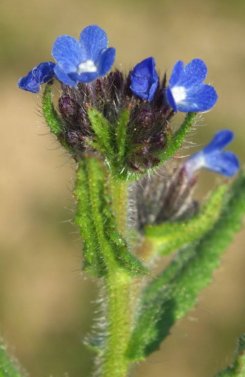 inflorescence