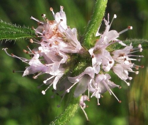 détail fleur