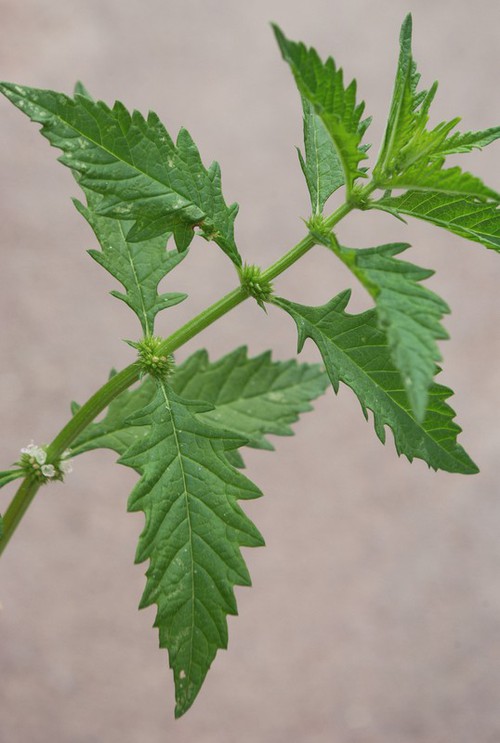 feuille