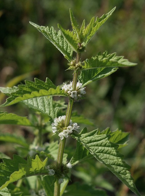 inflorescence