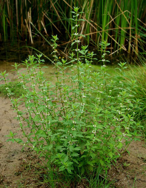 Plante entière