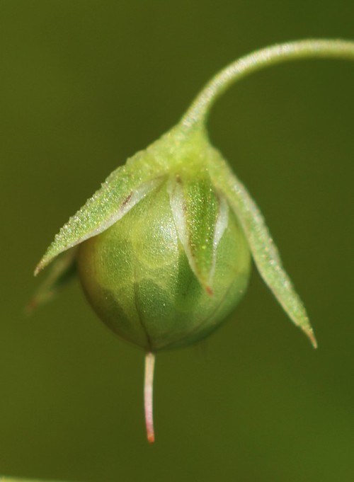 détail fruit