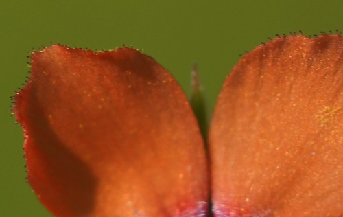 détail pétales