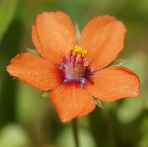 fleur