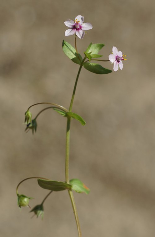 forme carnea