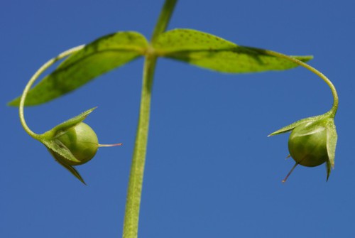 fruit