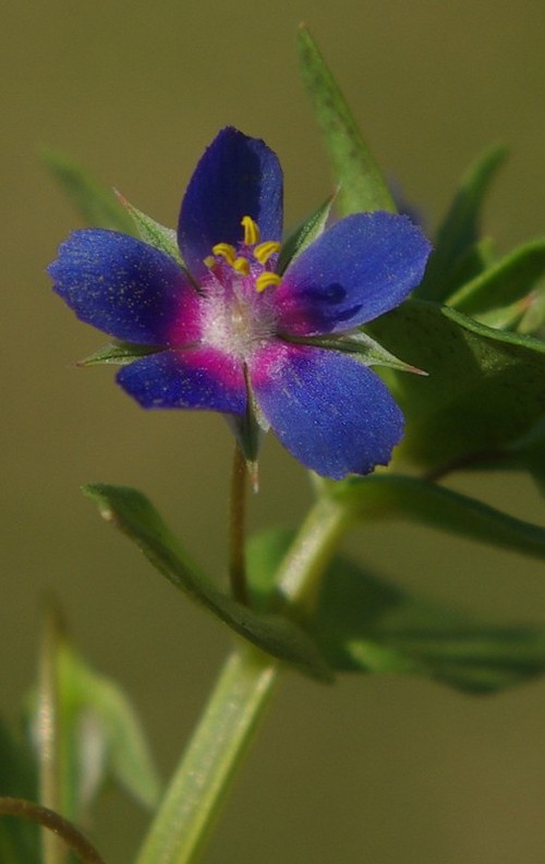 fleur