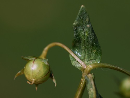 fruit