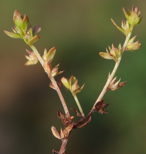 détail fruit