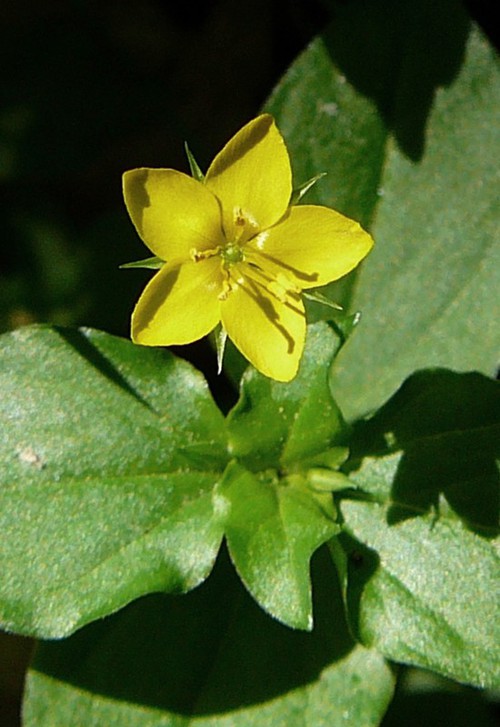 détail fleur