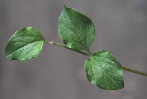 feuille