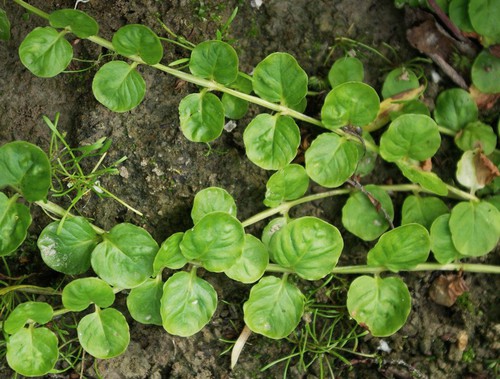feuille