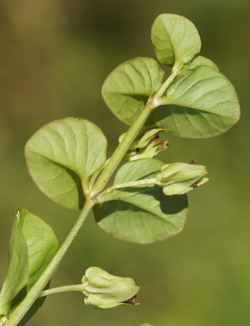 fruit