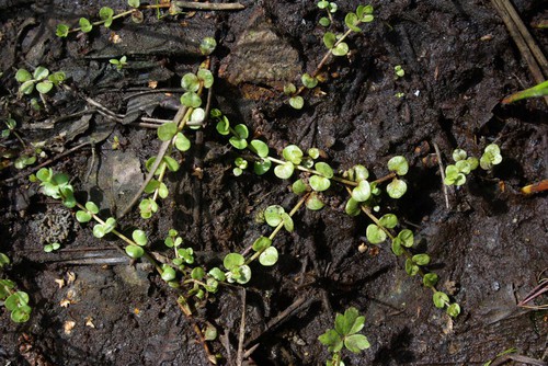 feuille