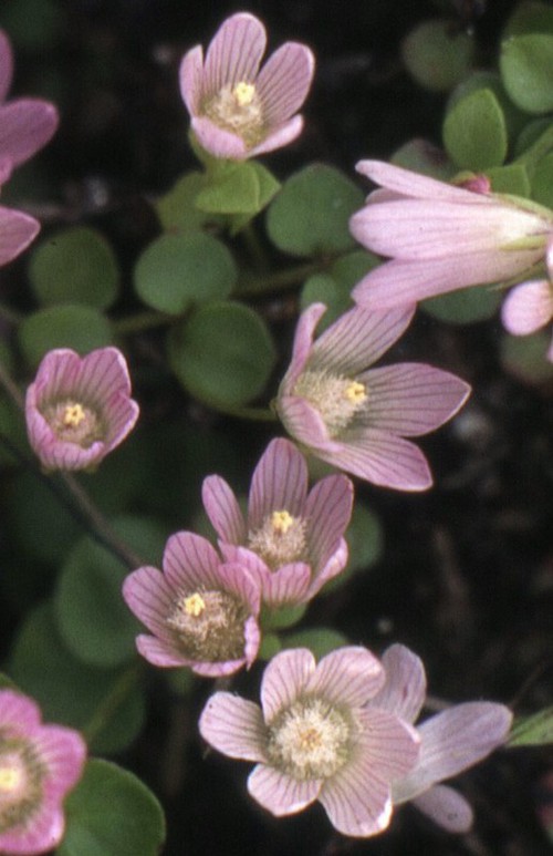 fleur