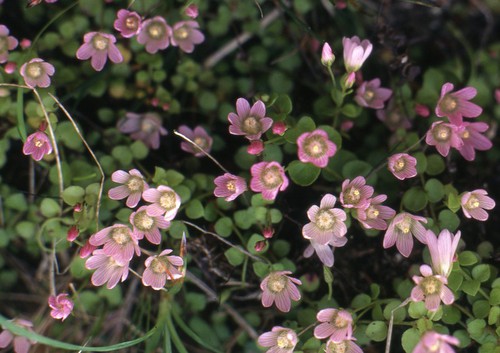 Plante entière