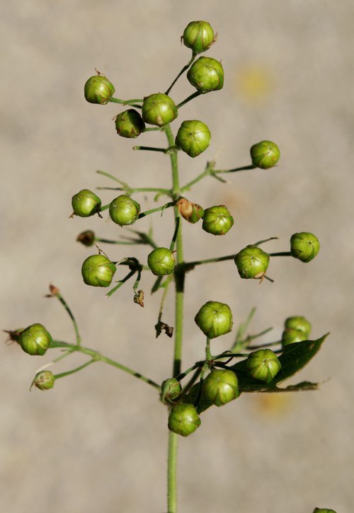 détail fruit