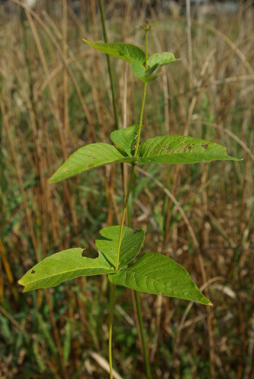 feuille