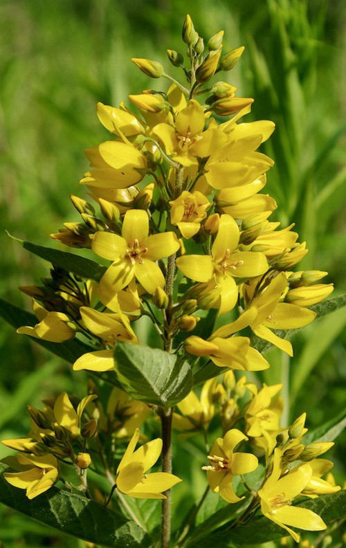 inflorescence