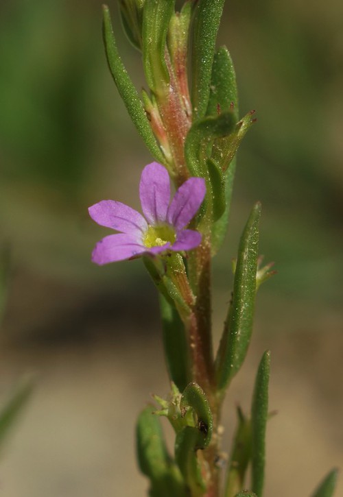 détail fleur