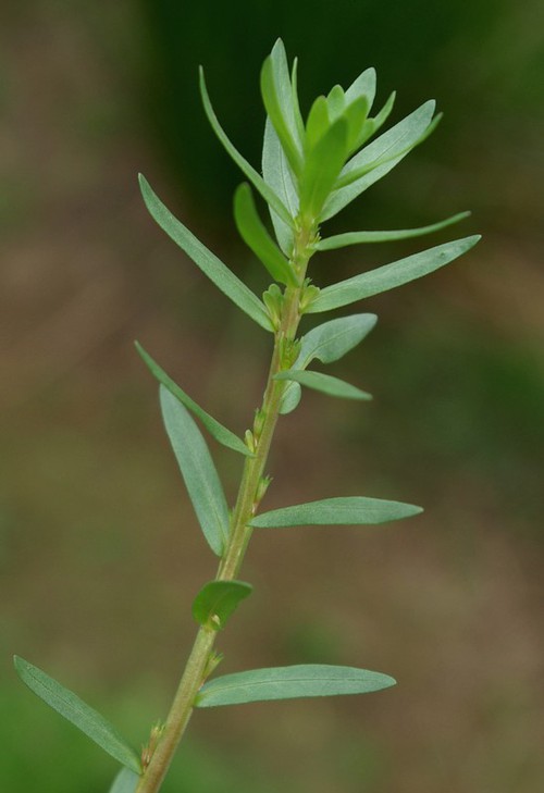 feuille