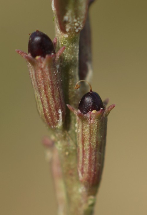 fruit
